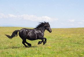 اسب مشکی اسب وحشی سیاه 1
