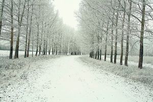 جاده میان درختان برف زمستان 