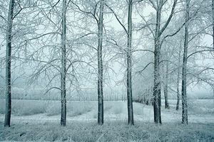 برف روی درخت منظره زمستان 
