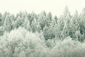 جنگل پوشیده از برف جنگل سفید 