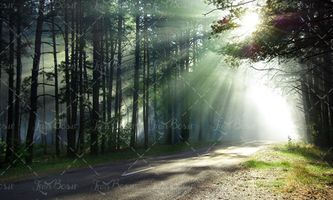  جاده آسفالت جنگلی تابش نور خورشید 