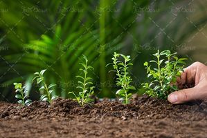 نهال کردن جوانه گیاه خاک طبیعت 