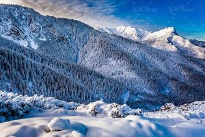 کوهستان پوشیده جنگل پوشیده از برف