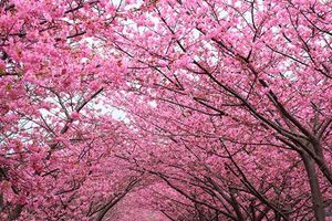 درختان پر از شکوفه صورتی بهار درخت 