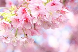 شکوفه صورتی درخت شکوفه بهار 