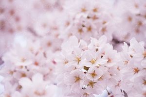 شکوفه گل بهاری شکوفه بهاری 