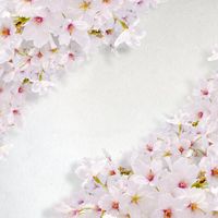 شکوفه گل بهاری شکوفه بهاری سفید 