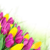 گل زرد و بنفش طبیعی گل تزئینی 