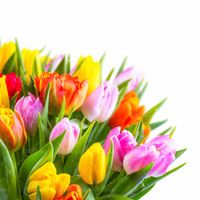 دسته گل چند رنگ گل تزئینی گلفروشی