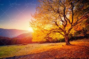 درخت زرد برگ زرد درخت غروب خورشید