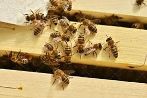 جعبه زنبور عسل کندو پرورش زنبور 