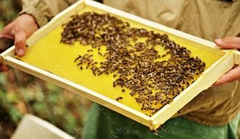 زنبور داری کندو موم پرورش زنبور عسل 