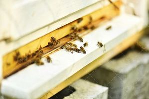 کندوی زنبور عسل جعبه زنبور عسل 