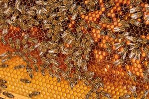 جعبه زنبور عسل موم زنبور عسل شانه 
