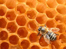 عسل طبیعی زنبور کندو شانه عسل 
