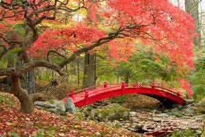 درخت قرمز پل قرمز پاییز منظره طبیعت
