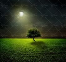 بکگراند درخت زیر نور ماه