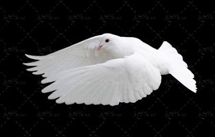 بکگراند مشکی با کبوتر سفید10