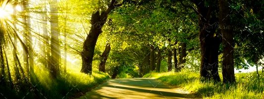 نور خورشید از بین درختان منظره 
