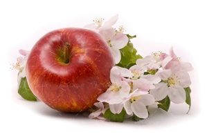 سیب شکوفه درخت سیب بهار 