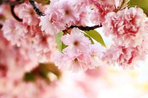 طبیعت منظره شکوفه درخت گل بهار 1