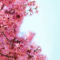 طبیعت منظره شکوفه درخت گل بهار 3