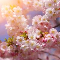 طبیعت منظره شکوفه درخت گل بهار 5