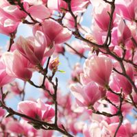 فصل بهار طبیعت درخت گل شکوفه