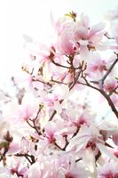 فصل بهار طبیعت درخت گل شکوفه 1