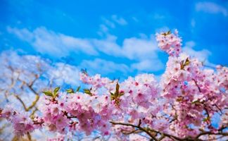 طبیعت فصل بهار گل شکوفه