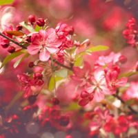 طبیعت فصل بهار گل شکوفه 2