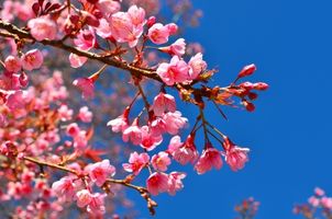شکوفه گل طبیعت فصل بهار