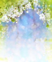 شکوفه گل طبیعت فصل بهار 4