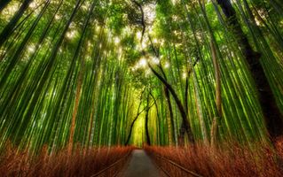 طبیعت جنگل درختان بامبو