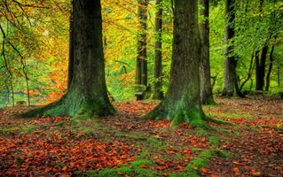 طبیعت با کیفیت پاییز جنگل