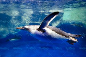 پنگوئن شنا کردن پنگوئن در دریا