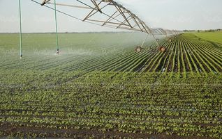 کشاورزی گیاه آبیاری قطره ای
