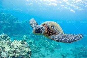 منظره زیر دریا لاکپشت آکواریوم