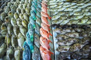 ماهی فروشی پروتئینی ماهی یخ زده