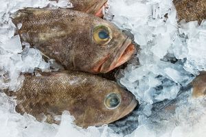 ماهی فروشی پروتئینی ماهی یخ زده