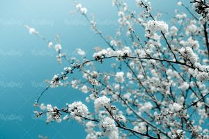شکوفه درخت بهار طبیعت منظره