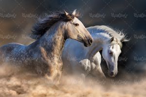 اسب های وحشی پرورش اسب