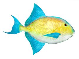 ماهی اکواریوم ماهی تزئینی