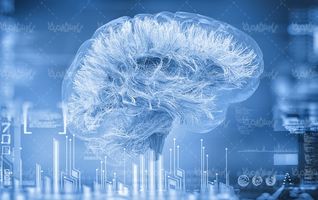 مغز مجازی brain آناتومی مغز