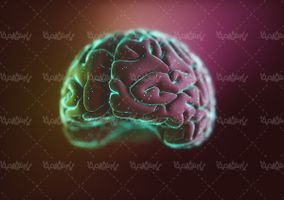 مغز مجازی brain آناتومی مغز