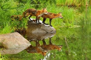 چشم انداز بهاری روباه دریاچه