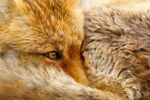 روباه شغال حیوان گوشت خوار حیات وحش