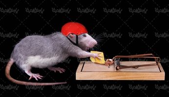 موش تله موش تکه پنیر کلاه ایمنی