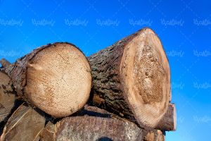 تنه درخت کنده درخت چوب بری کارگاه چوب