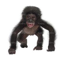میمون شامپانزه باغ وحش حیات وحش